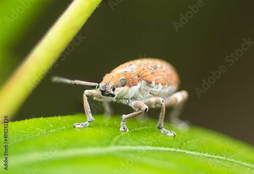 Weevil insect on a leaf
