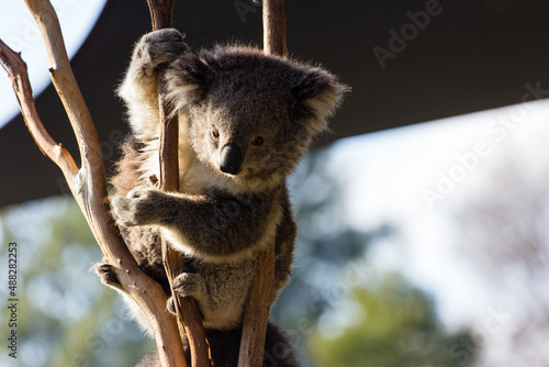 Photography Koala in tree at sunset