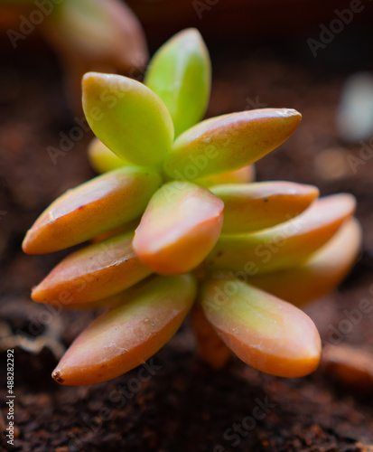 A jelly bean plant photo