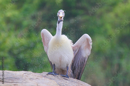 Spotted -billed pelican at Ranganathittu bird sanctuary photo