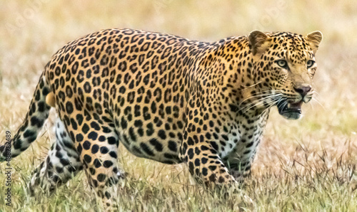 A wild Leopard at a Jungle in Bandipur  India