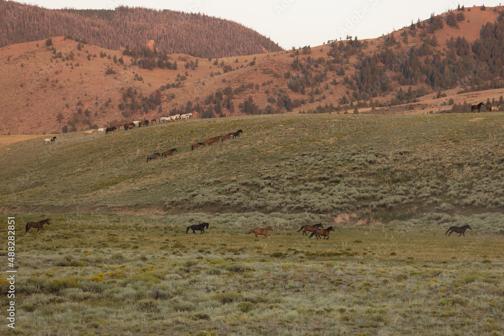 Wild Horse Sanctuary 