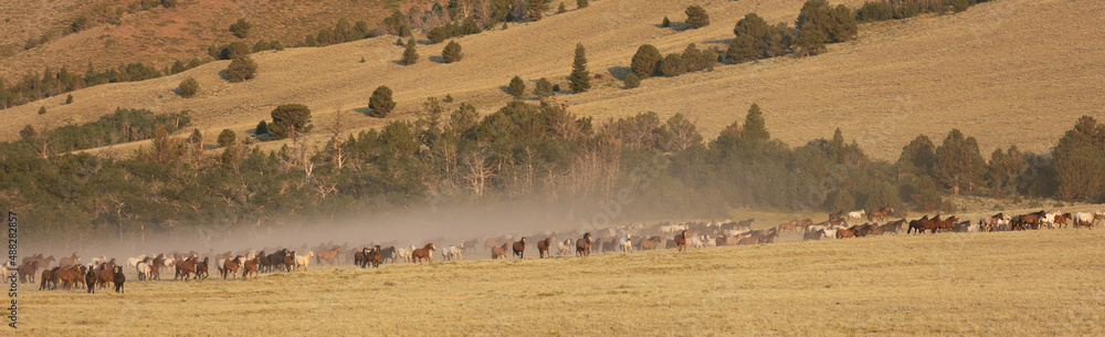 Obraz premium Wild Horse Sanctuary 