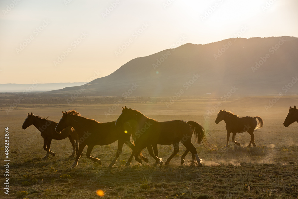 Wild Horse Sanctuary Wild Horse Sanctuary