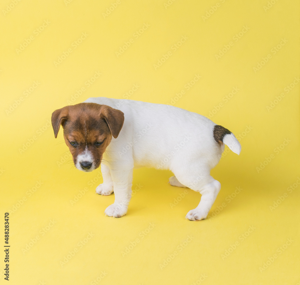 A scared Jack Russell terrier puppy on a yellow background. A scared Jack Russell terrier puppy on a yellow background.