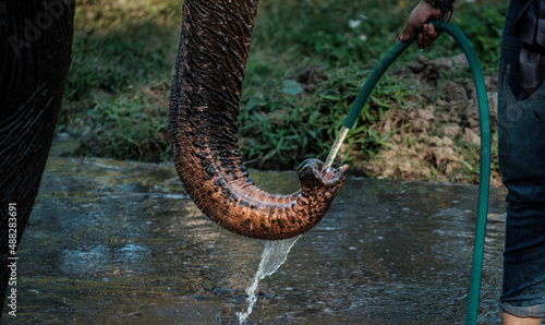 Thirsty elephants drinks tap water from hosepipe from his keeper. Keeper takes care of elephnat with love to help and protect them from being exploited.d
