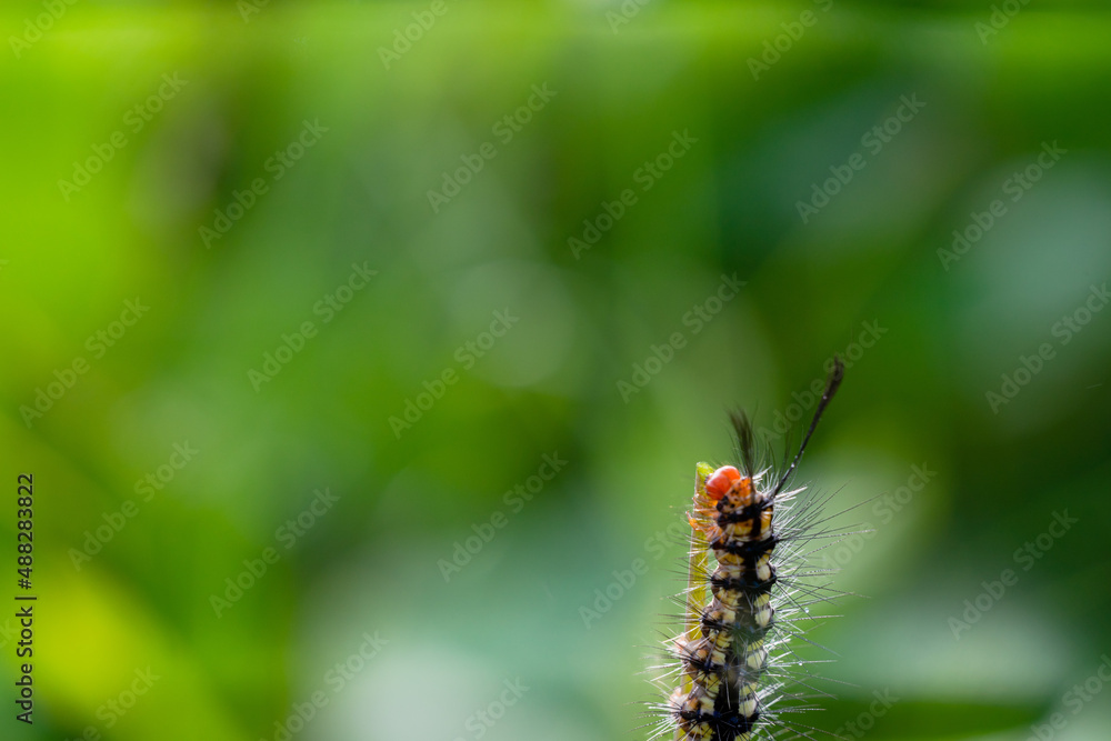 caterpillar on a beautiful green background caterpillar on a beautiful green background