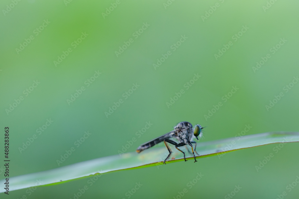 mini robberfly with blur background
robberfly with green background and bokeh mini robberfly with blur background
robberfly with green background and bokeh