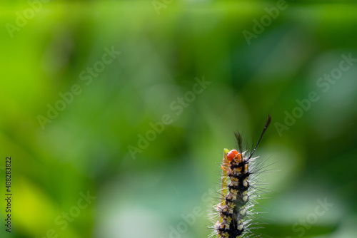 caterpillar on a beautiful green background © parianto
