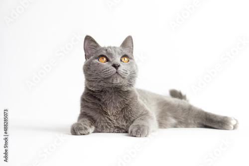 British Shorthair blue young cat with orange eyes on a white background isolate photo