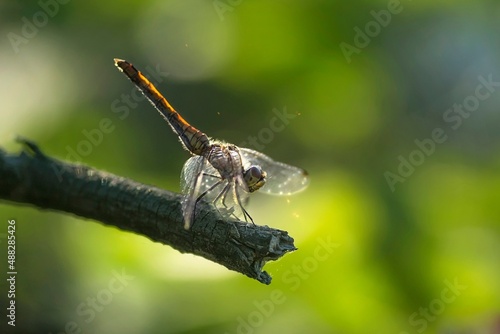 dragonfly on a branch © Мария Быкова