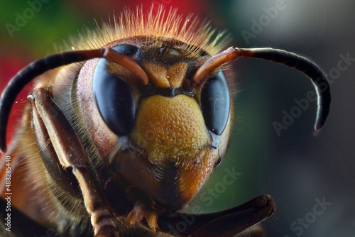 photo of a bee in close-up