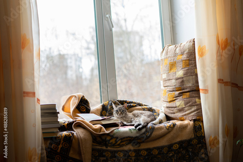 a cat with a book and a plaid lies on a windowsill. better at home, a cozy place to read and relax. Blurred background outside the window. cute pussy. the house is cozy and warm