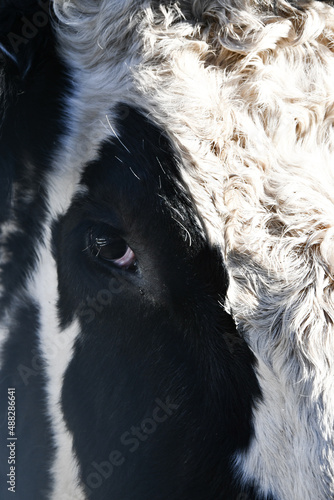 close up of a cow