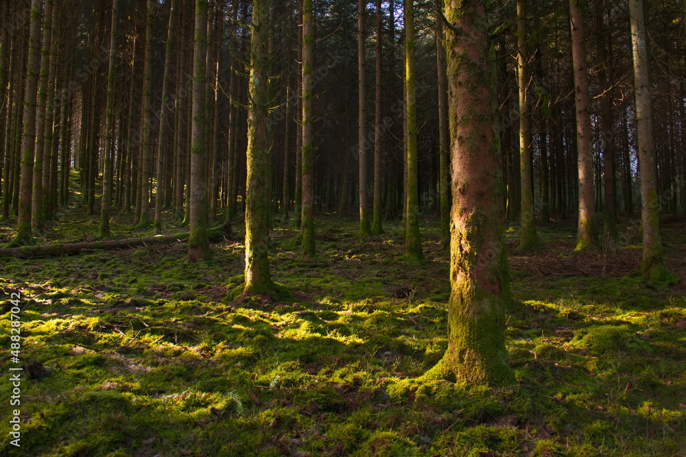 Fototapeta premium Belgien Urwald Tannenwald Urlaub alter Wald Feenwald Hexenwald Märchenwald Grün Moos Ardennen Belgium primeval forest fir forest holiday old forest fairy forest witch forest fairytale forest green mos