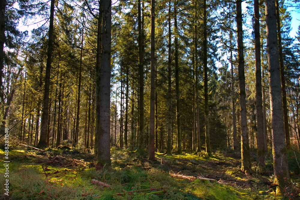 Belgien Urwald Tannenwald Urlaub alter Wald Feenwald Hexenwald Märchenwald Grün Moos Ardennen Belgium primeval forest fir forest holiday old forest fairy forest witch forest fairytale forest green mos Belgien Urwald Tannenwald Urlaub alter Wald Feenwald Hexenwald Märchenwald Grün Moos Ardennen Belgium primeval forest fir forest holiday old forest fairy forest witch forest fairytale forest green mos