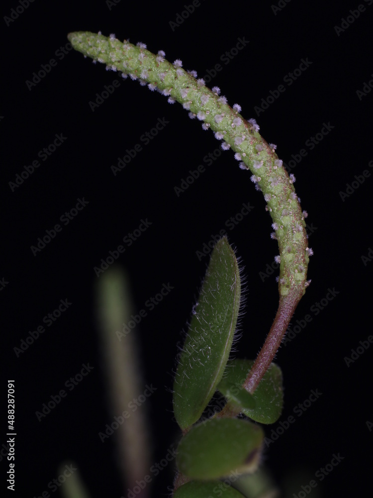 Naklejka premium Close-up on wild plant Peperomia matlalucaensis