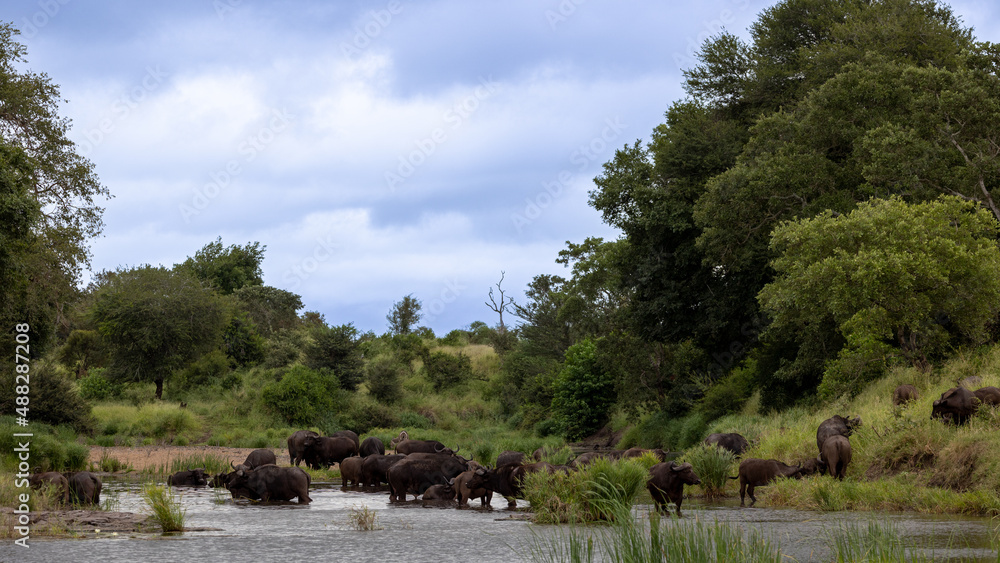 herd of African buffalo in a river