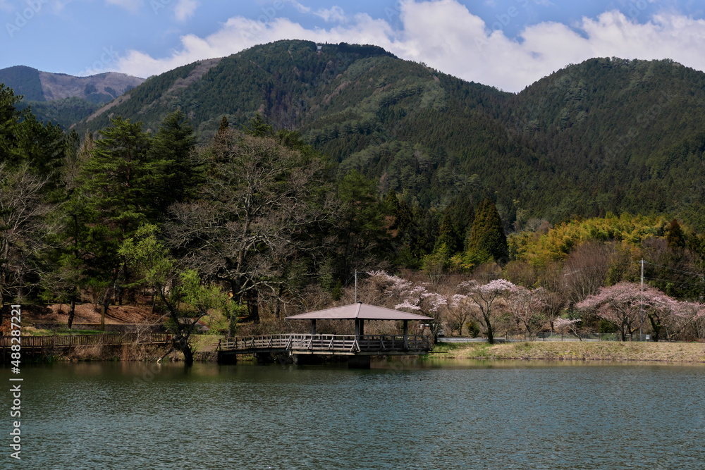 Naklejka premium 東屋のある池の周囲の桜
