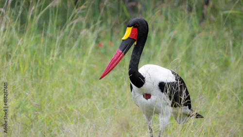 a male saddle-billed stork