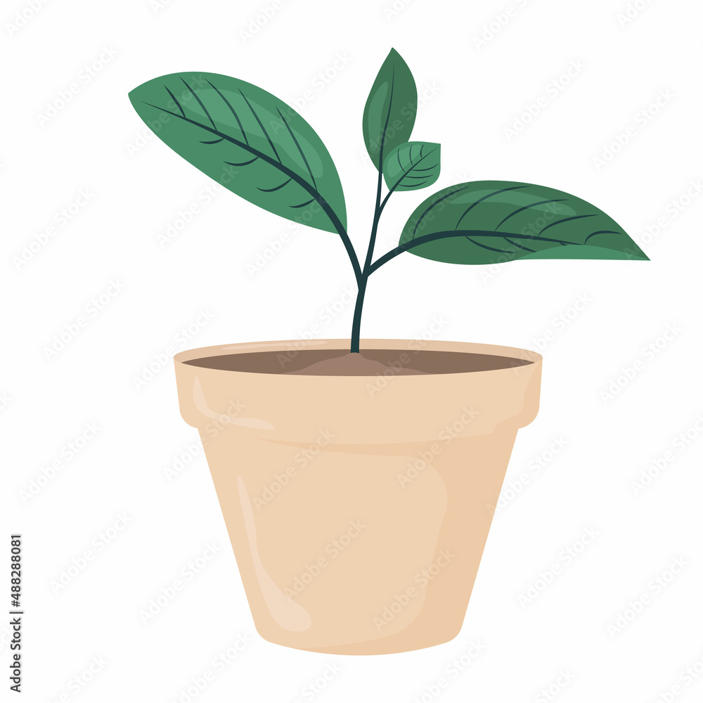 Houseplant in a pot. Fashion home decor Vector illustration isolated on white background Houseplant in a pot. Fashion home decor Vector illustration isolated on white background