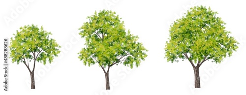 green tree side view isolated on white background for landscape and architecture layout drawing, elements for environment and garden