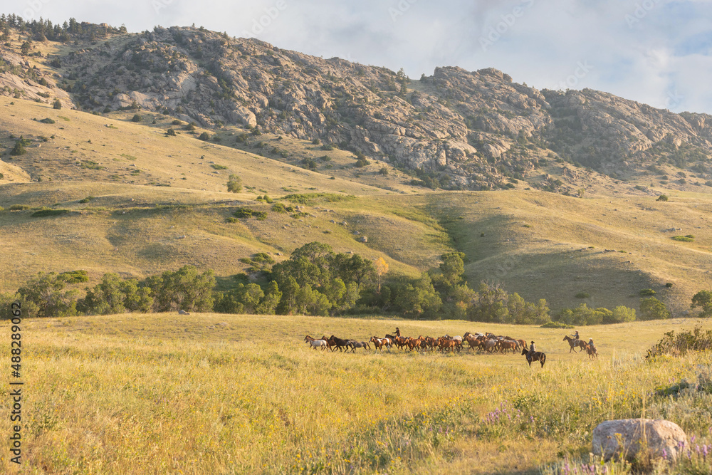 Fototapeta premium Remuda