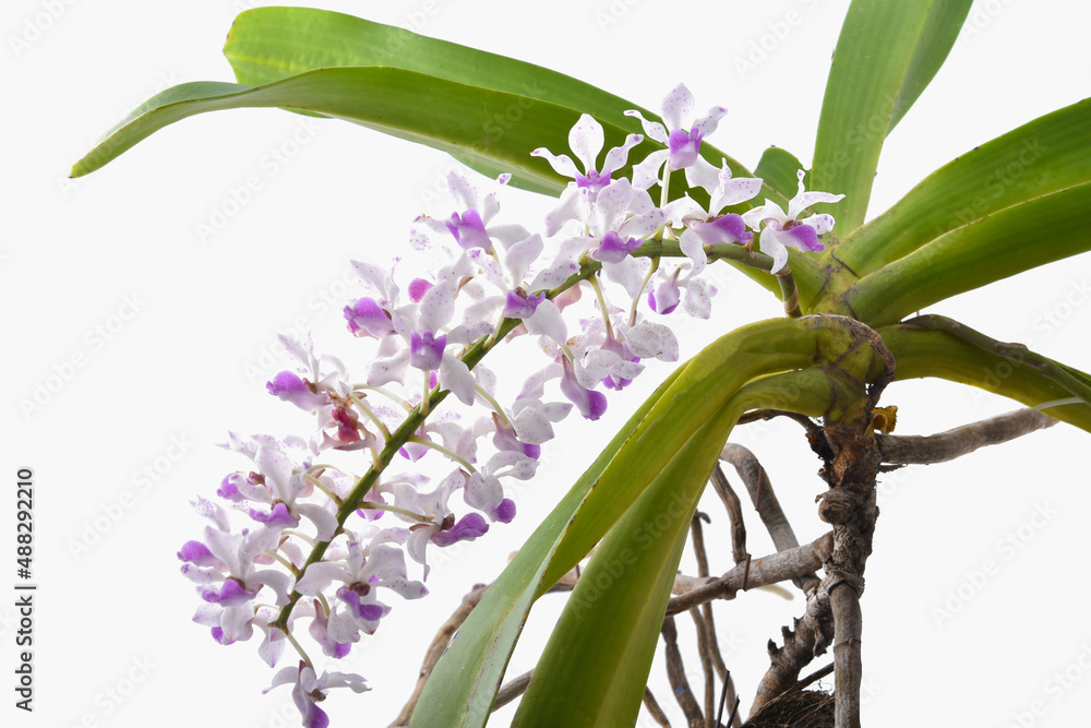 Obraz premium White and pink orchids (Rhynchostylis gigantea) on white background