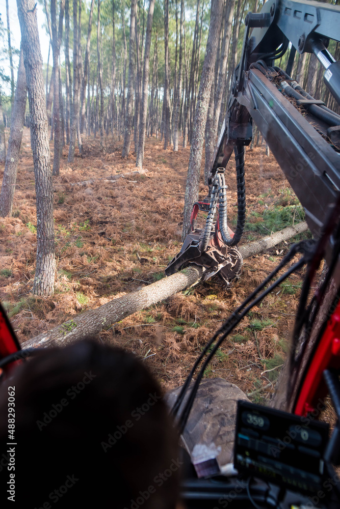 inside view of a harvester machine cutting a pine trunk for the timber industry
