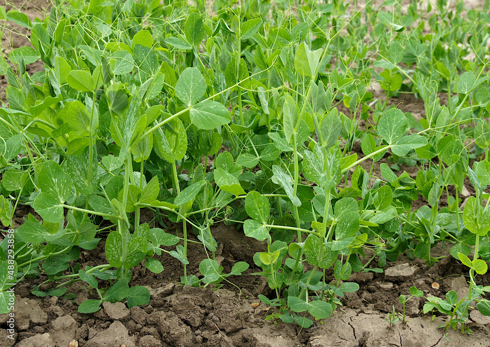 Young green pea plants