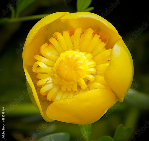 Fotografie Yellow flower of nuphar lutea