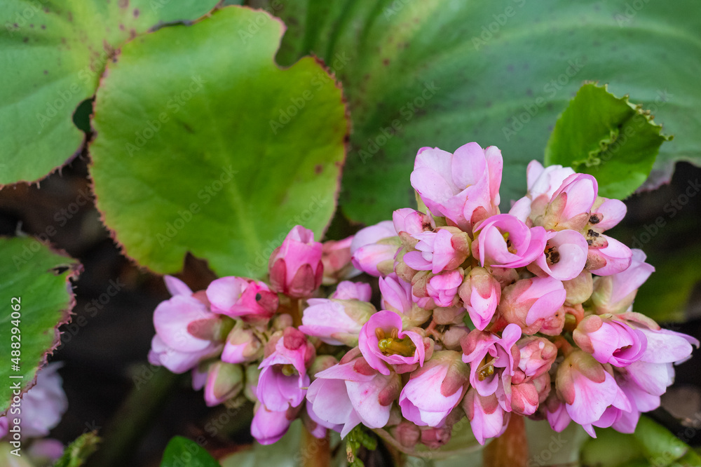 Bergenia, known also as Bergenia cordifolia. Pink flowers close up Bergenia, known also as Bergenia cordifolia. Pink flowers close up