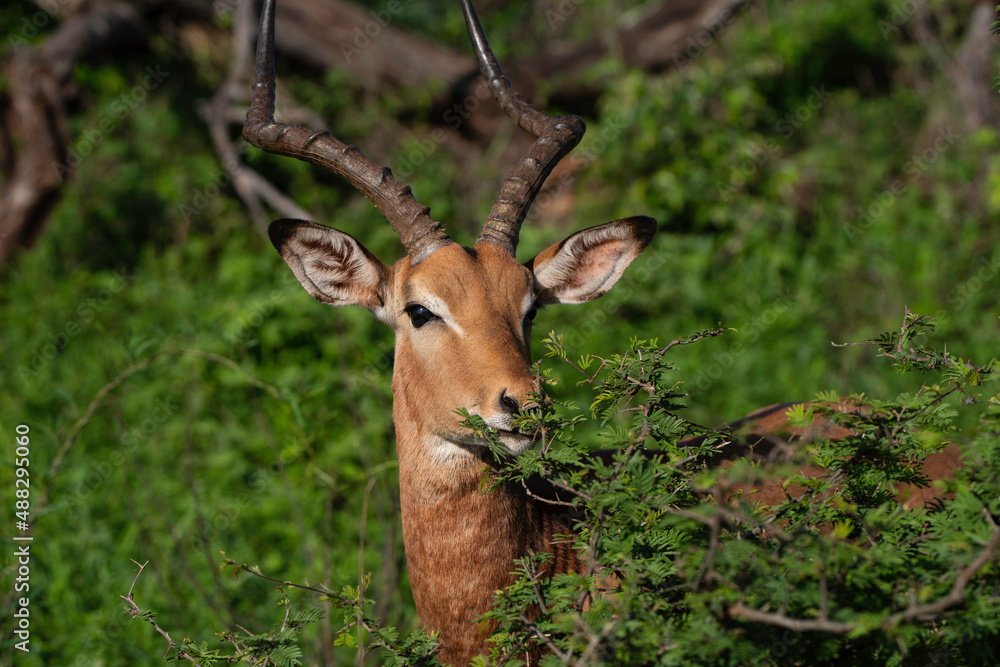 Impala