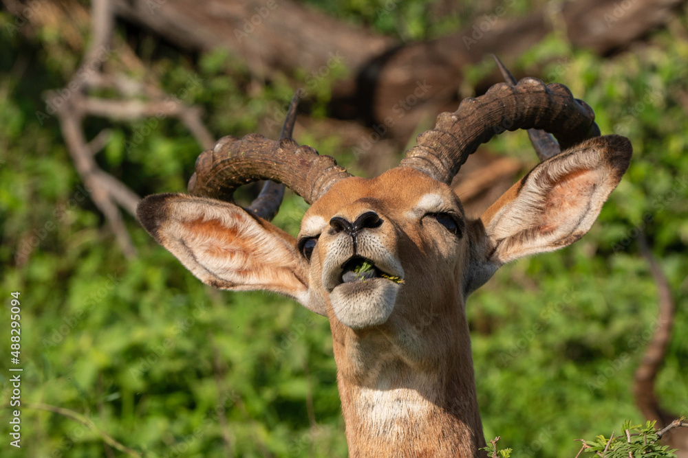 Impala