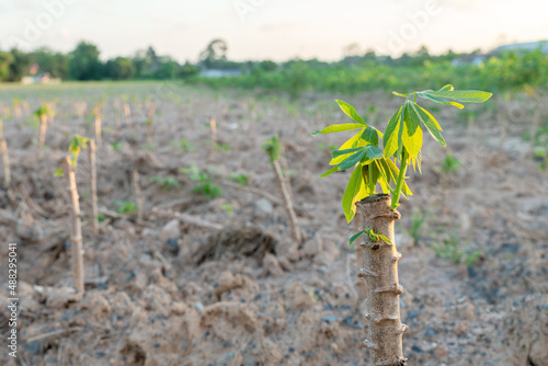 Tapioca,manioc,cassava fram. new agriculture. Cassava plantation.