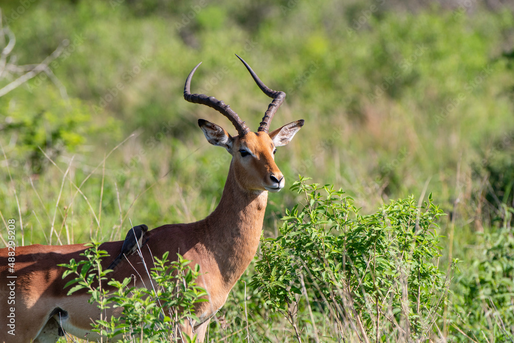 Impala