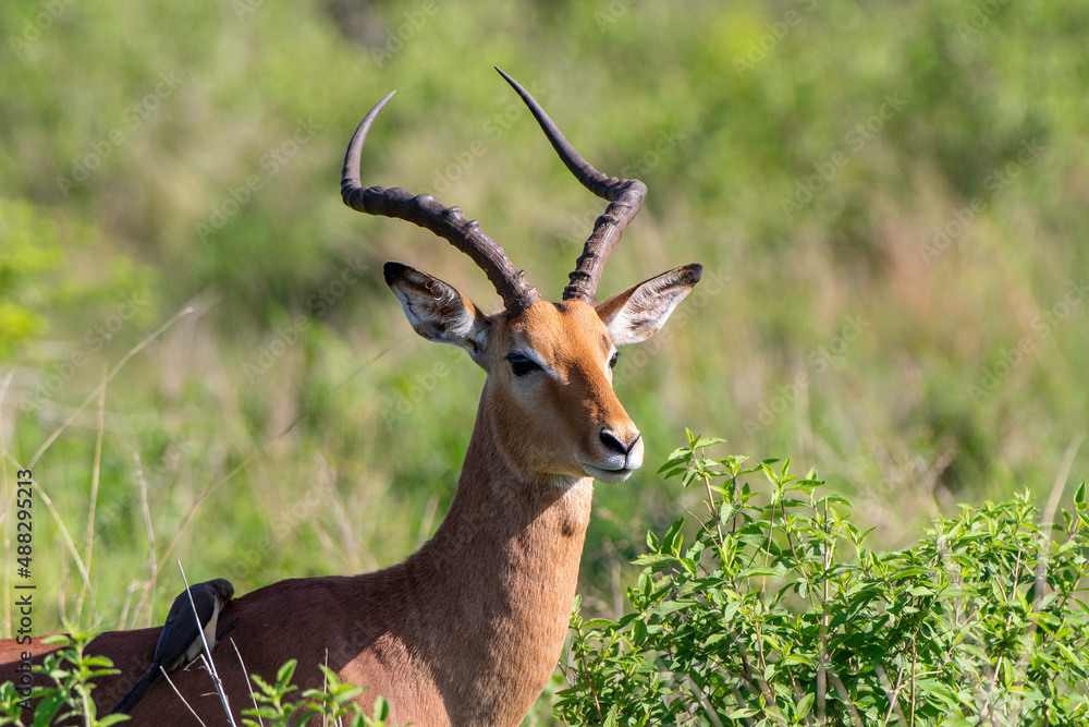 Impala