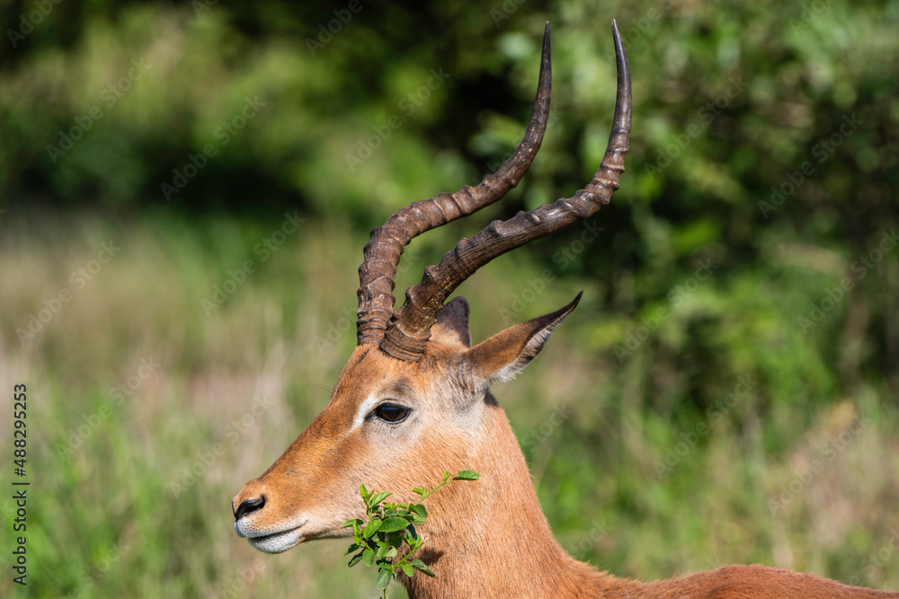 Impala