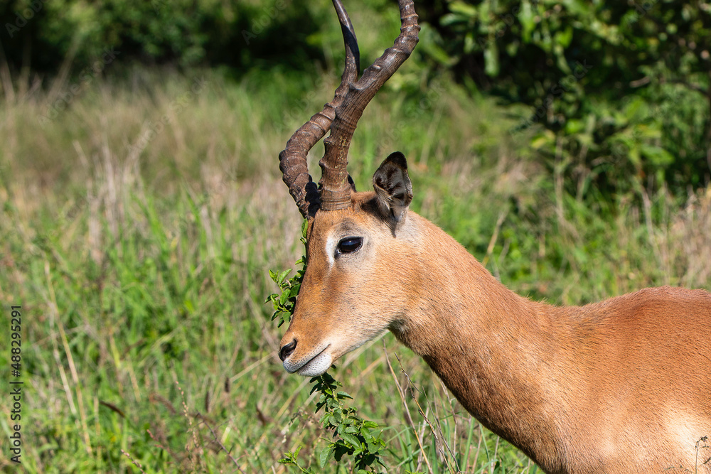 Impala