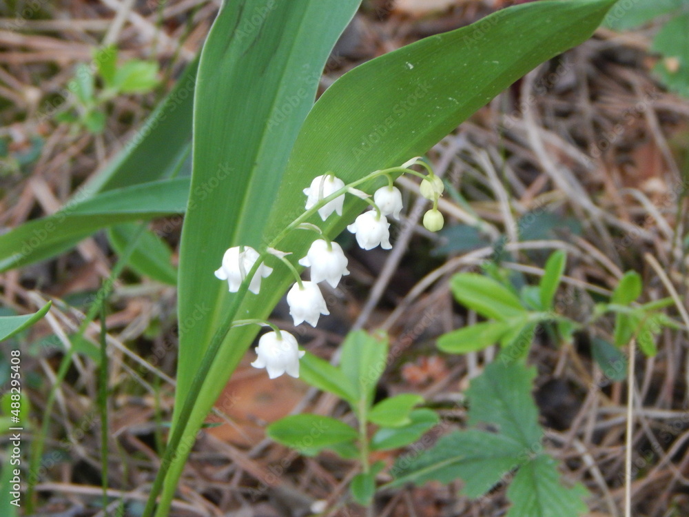 Fototapeta premium lilies of the valley