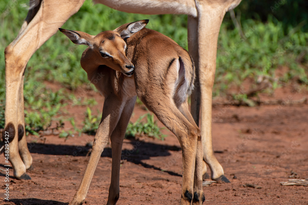 Impala