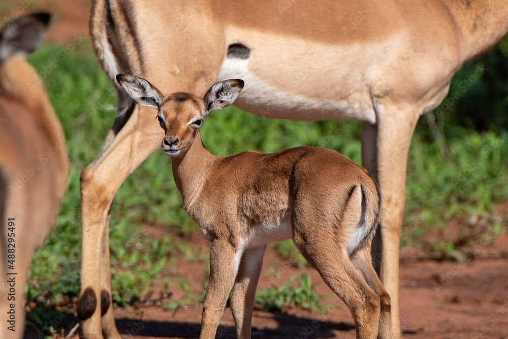 Impala