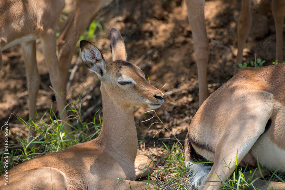 Impala