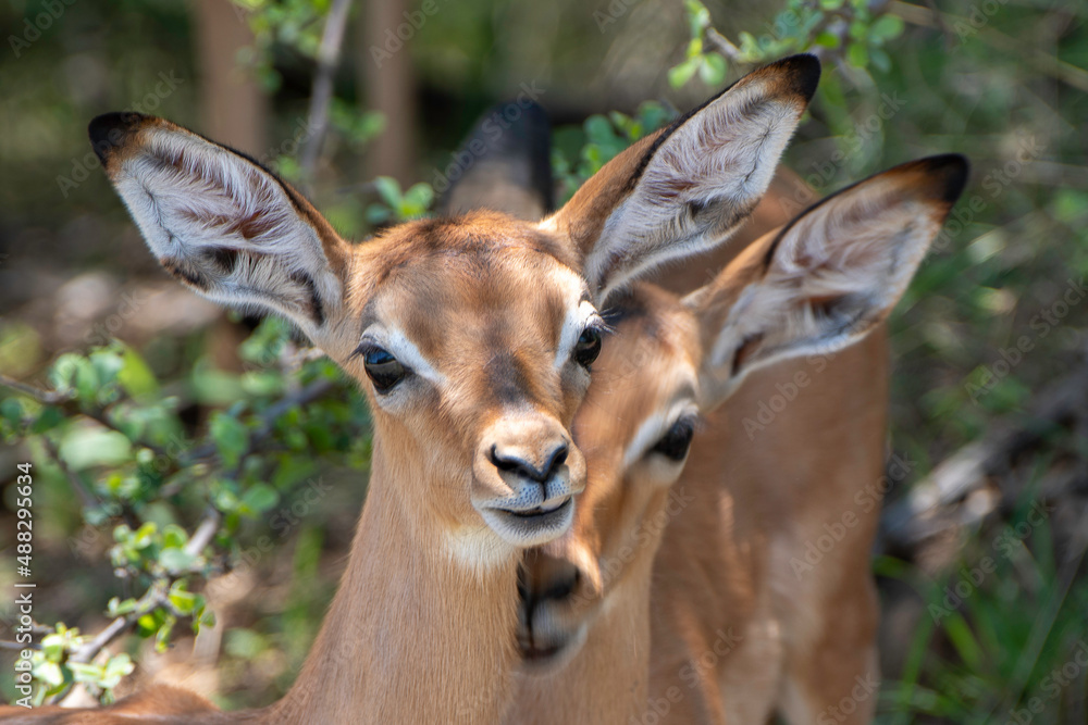 Impala