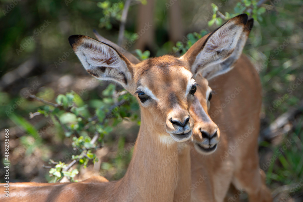 Impala