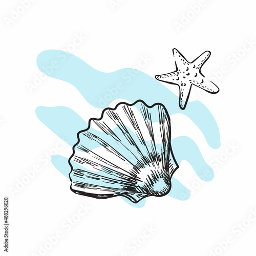 Shell and starfish in a linear style. Vector sketch isolated on white background.