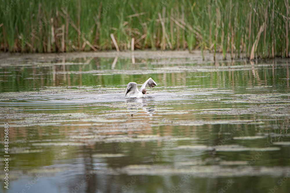 A beautiful seagull flounders in the river on a summer day. A beautiful seagull flounders in the river on a summer day.