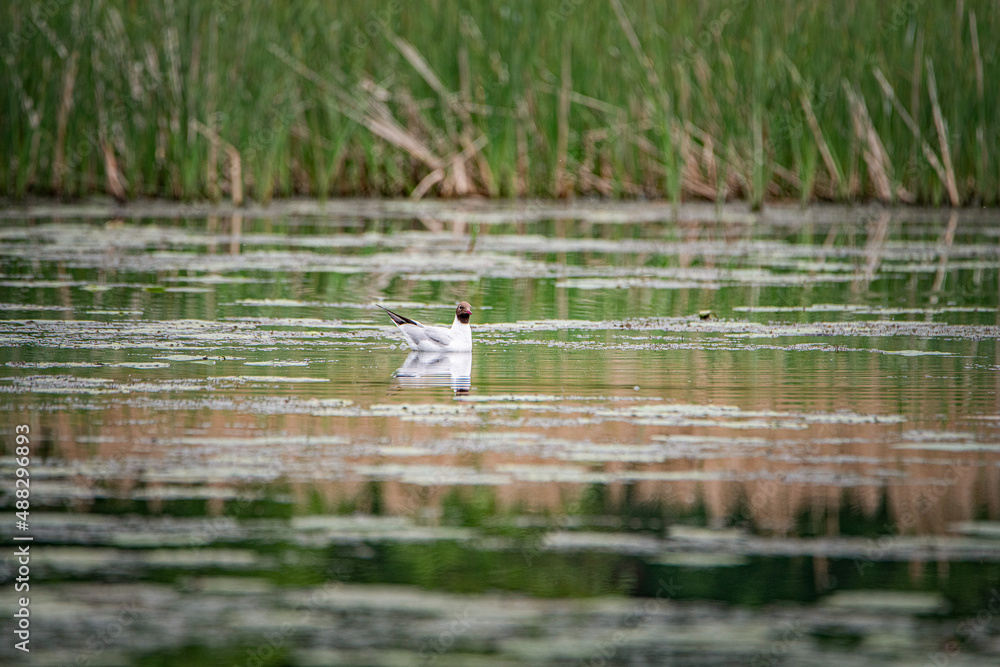 A beautiful seagull flounders in the river on a summer day. A beautiful seagull flounders in the river on a summer day.
