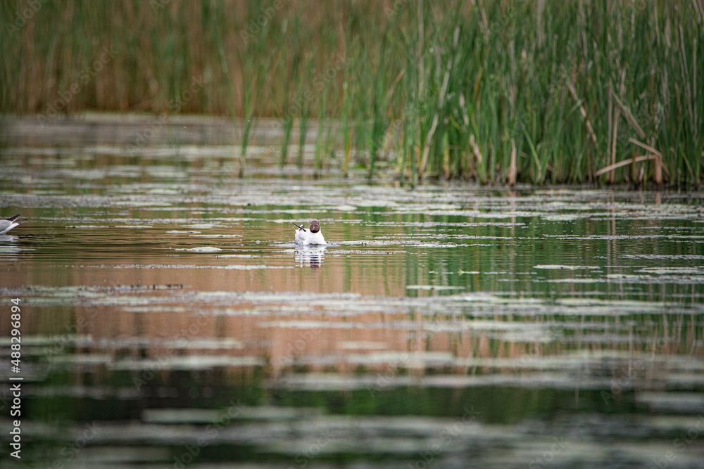 A beautiful seagull flounders in the river on a summer day. A beautiful seagull flounders in the river on a summer day.