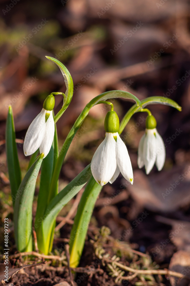 White flowers of snowdrops in the spring rays of the sun, background in defocus White flowers of snowdrops in the spring rays of the sun, background in defocus